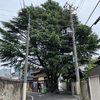 ヒマラヤ杉と谷中富士