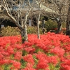 西蓮寺の彼岸花・・