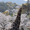 アミメキリン・レッサーパンダ(みさき公園動物園)