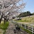 頸城鉄道跡ポタ①浦川原～下保倉、桜満開！