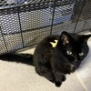 高齢猫の餌台買い替えから　１年後