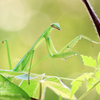 チョウセンカマキリ