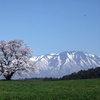 【桜撮影】岩手県内桜パトロール２