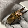 ババオウゴンオニクワガタの産卵に神長きのこ園さんのグリードＳＬ産卵ボトルを使ってみる