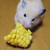 大好きなとうもろこし🌽