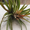 花が終わったブラキカウロス(Tillandsia Brachycaulos after blossom)  