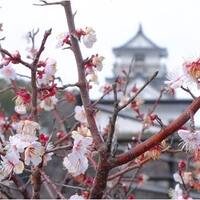 杵築城　蛤 と 梅