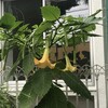 Angel’s Trumpet