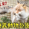 【東武動物公園】カメラがEOS R7になりました（2022/11/17）【レポ#49】