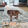 茶トラ...良き塩梅にて。。