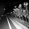 2014　ひまわり