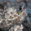 まがりなりにも桜、in新宿御苑