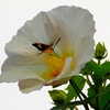 👼🐉〖芙蓉の花〗を吸蜜の【蜂さん】光景❣❣