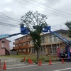 街路樹の高木剪定！