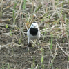 対馬で見た鳥（２０１４　０４３０−０５０３）