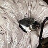 猫はほんとうにデリケート