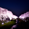 満天の夜空と満開の桜と 〜 野川の桜ライトアップ2018