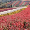 北海道一周旅　１６日目　その２　美瑛町『四季彩の丘』で圧巻の花畑を見に行って見たよ