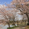 遠州池の桜・・