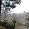 2011年の桜－３