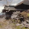 【清水寺で満開の桜を楽しむ】春爛漫！京都のおすすめ花見旅