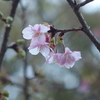 河津桜とハシビロガモ　2021.2.7