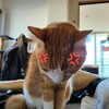 猫も人間も怒りすぎは精神衛生上よくないですよね？