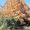 武蔵関公園_紅葉（東京都練馬区）