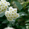 雨と花