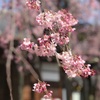 しだれ桜を見て団子を食す