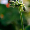 緑花公園：植栽の花