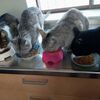 猫のお食事処とおトイレ