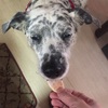 【犬ごはん】超簡単！犬用オヤツのレシピ【おやき】