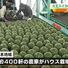 熊本自慢！大玉スイカ全国出荷始まる