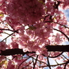 公園でも河津桜を撮ってきた