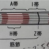 鍼灸の授業記録~20191026~