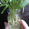空芯菜の水耕栽培（2）