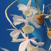 Dendrobium aphyllum giganteum
