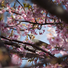 河津桜を見に行こう！！！花を愛でる動物編