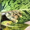 アグネオネマの葉が変色したのは冬の寒さが原因でした