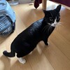 病院でケージは家への通路
