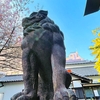 ミモザは満開！2022年の蔵前神社の早咲き桜は大幅遅れ！《2022年3月10日現在》