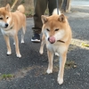 犬の保険あれこれ【結】