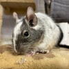 しろごまあん916日目