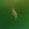 金魚をシンプルに飼育する