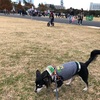 しっぽフェスタ2017と、昭和記念公園の紅葉まつりへ