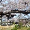 【京都】向日市、『北真経寺』に行ってきました。　桜　花の写真