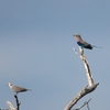 ライラックニシブッポウソウ Lilac-breasted Roller 3