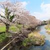 加東の桜ー三草川の桜
