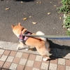 連休２日目、だよ